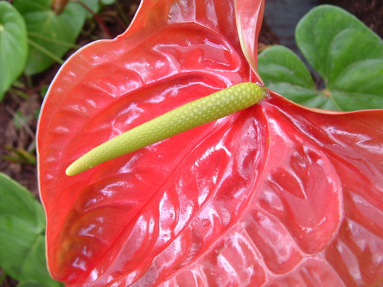 Glossy red Anthurium andraeanum flower