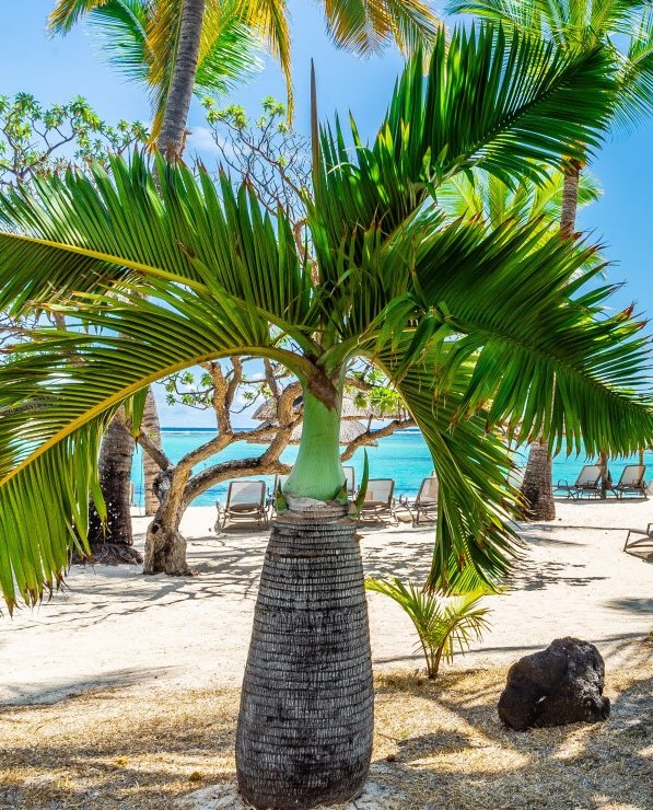Bottle Palm (Hyophorbe lagenicaulis) with its swollen trunk