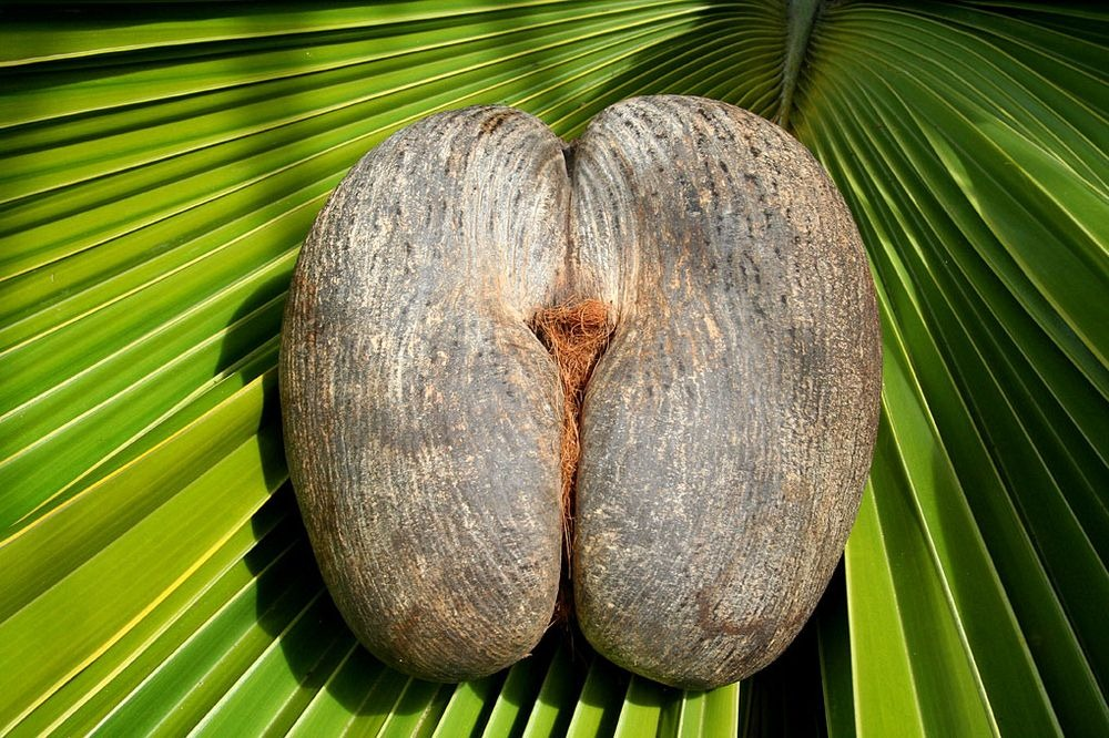 Coco de Mer palm with its giant seed, Seychelles