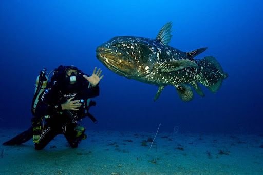 Diver meeting a coelacanth in the deep