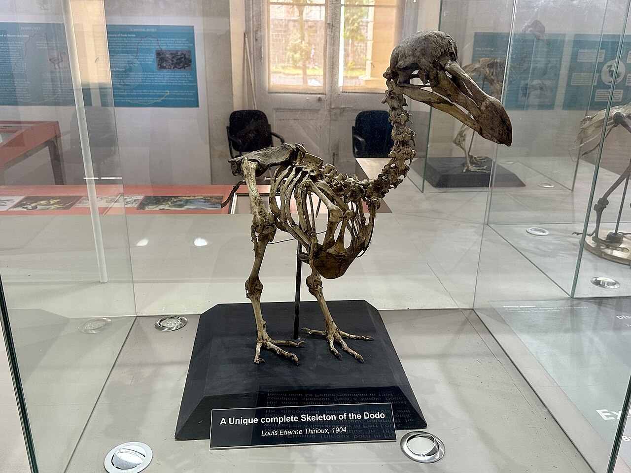 The only complete dodo skeleton, assembled by Louis Etienne Thirioux, Mauritius