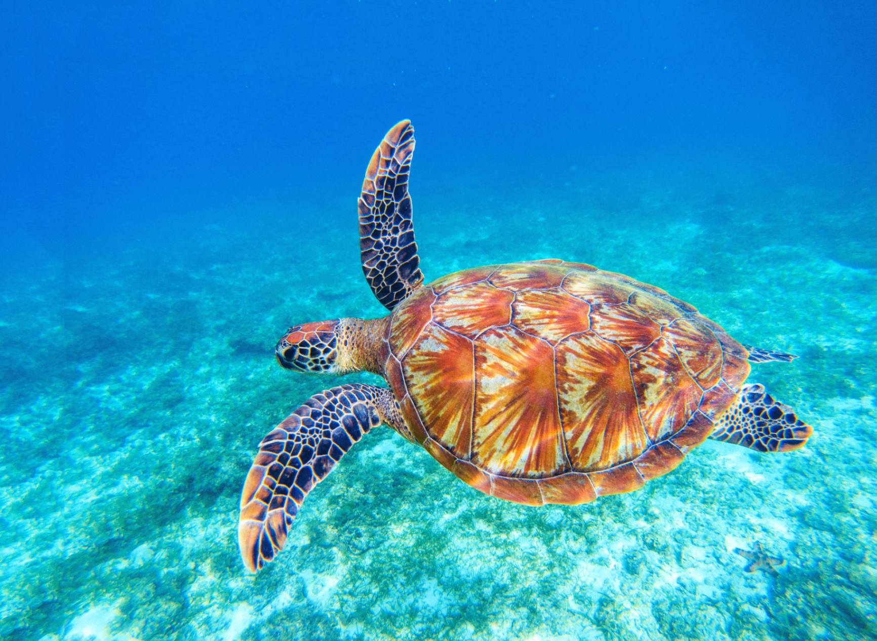Green turtle swimming gracefully over seagrass meadows
