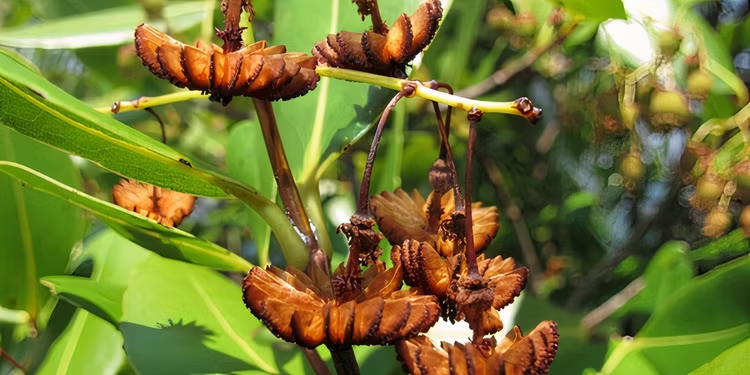 Jellyfish Tree (Medusagyne oppositifolia), critically endangered endemic of Seychelles