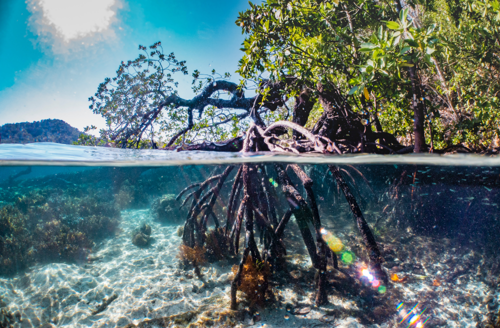Split-level view of mangrove roots above and below the waterline
