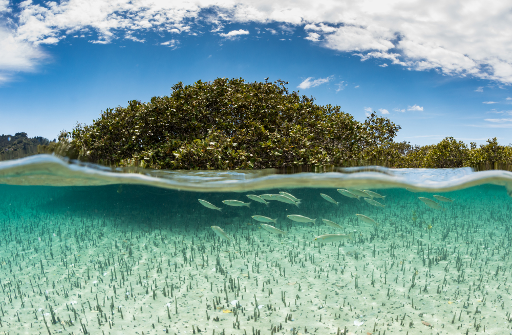 Mangrove with prop roots along a tropical coast