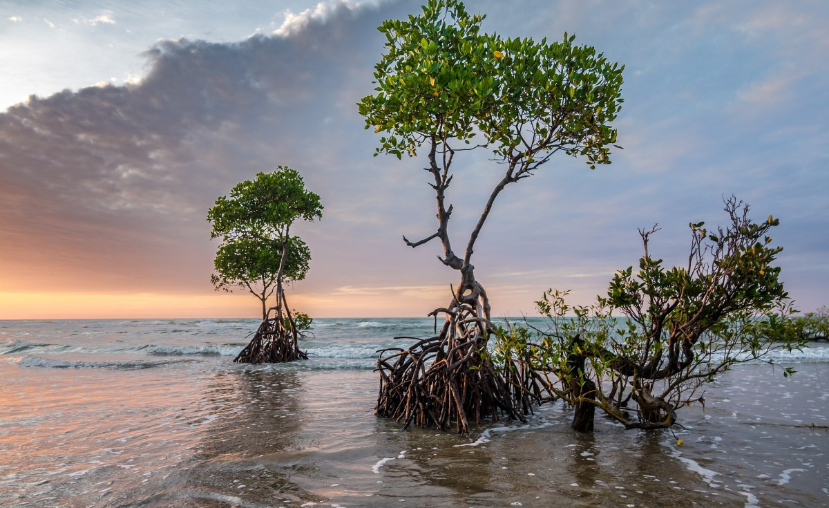Mangrove tree at Curieuse Island, Seychelles