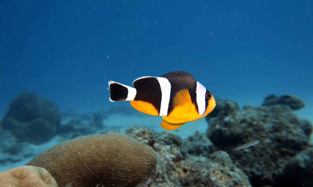 Mauritius Anemonefish (Amphiprion chrysogaster) nestled in its host anemone