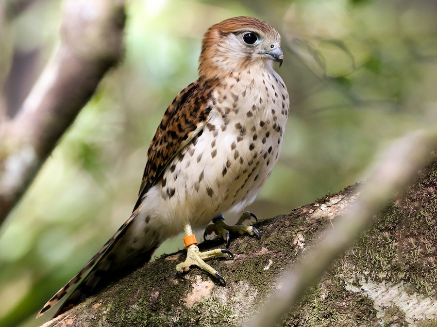 Mauritius Kestrel (Falco punctatus) perched on a branch