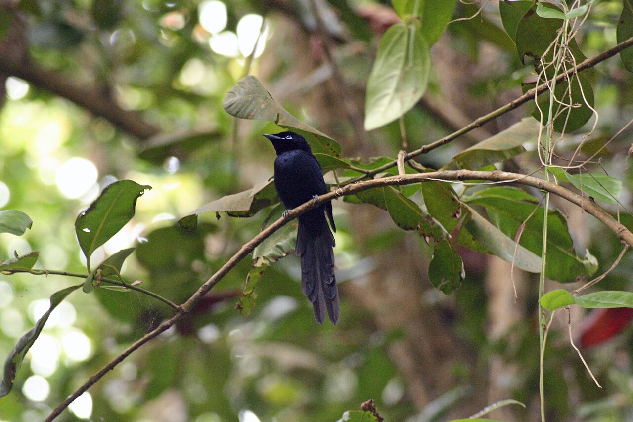 Seychelles Paradise Flycatcher (Terpsiphone corvina) male