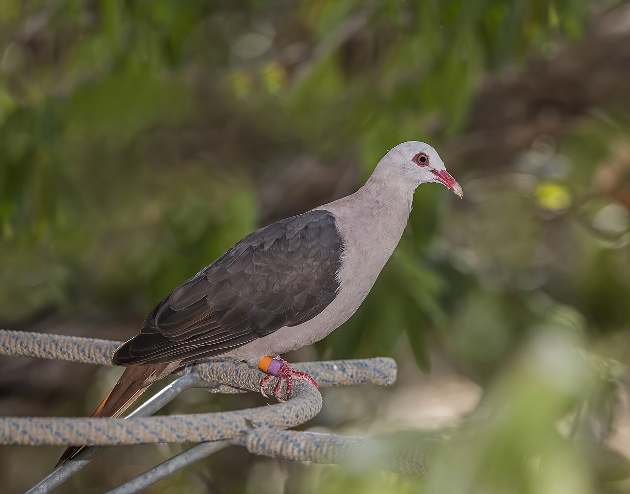 Pink Pigeon (Nesoenas mayeri), endemic to Mauritius