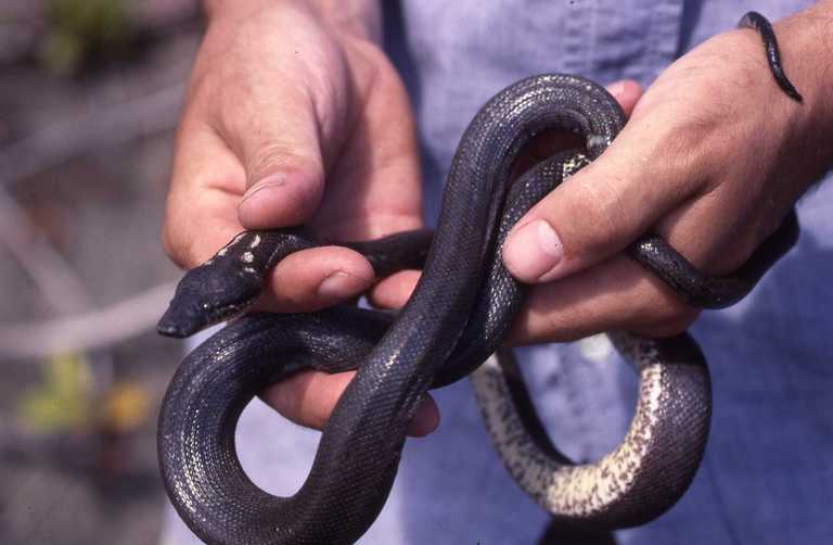 Round Island Boa (Casarea dussumieri), critically endangered Mauritian snake