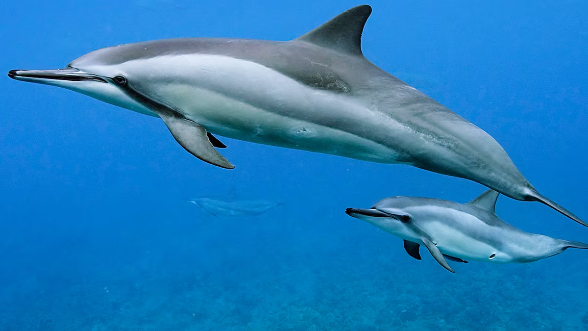 Spinner dolphin (Stenella longirostris) off Panglao
