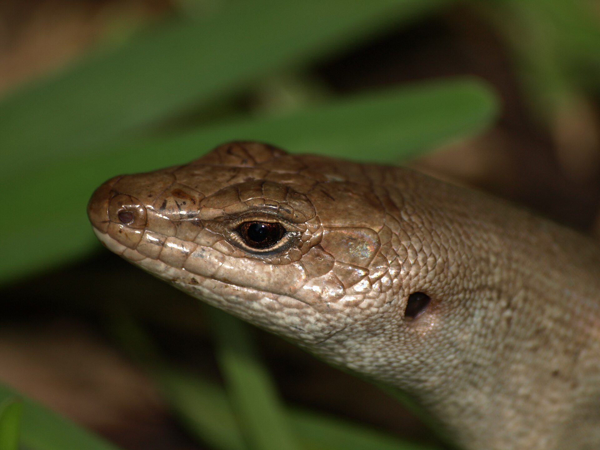 Telfair's Skink (Leiolopisma telfairii) on Round Island