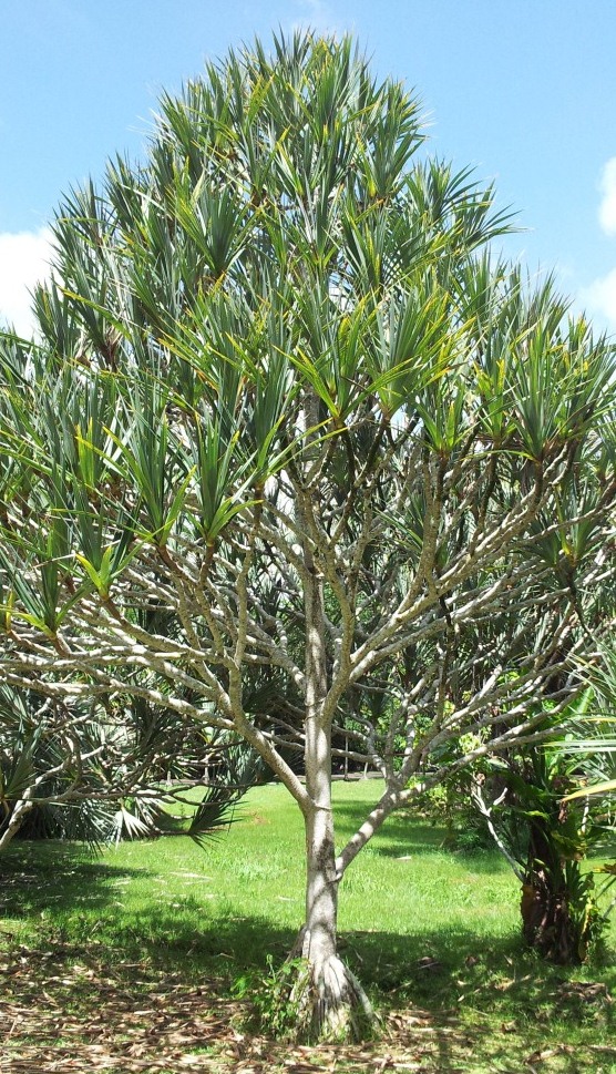 Vacoas (Pandanus utilis) screw pine with characteristic stilt roots in Mauritius
