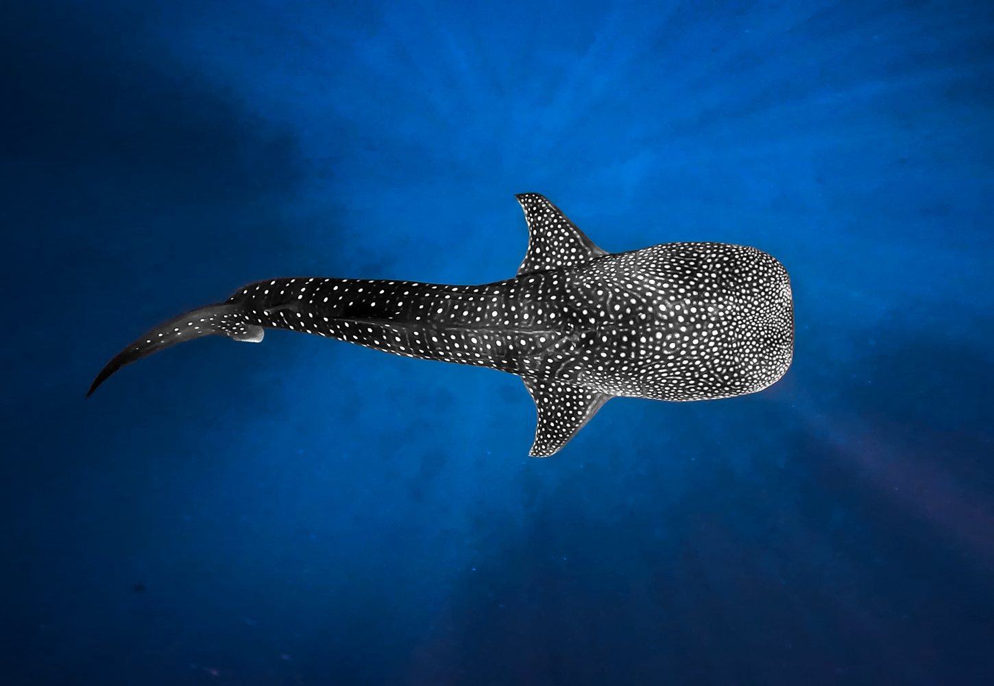 Whale shark gliding through deep blue water